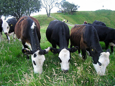 cows1