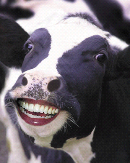 happycow