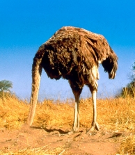 035ostrich-head-in-sand_468x538