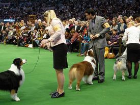 400px-Dog_Show
